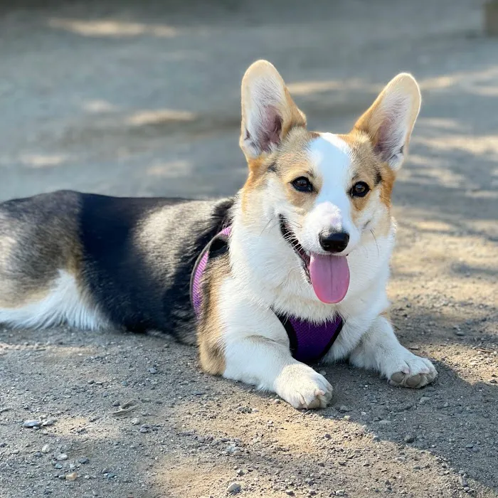Westcrest Dog Park 3