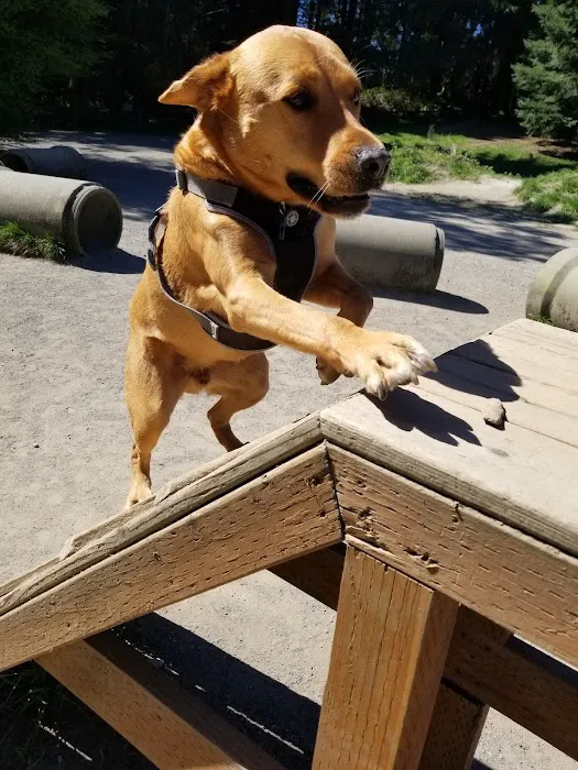Westcrest Dog Park 5