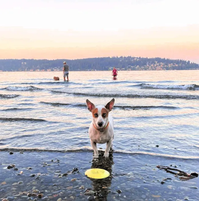 Magnuson Park Off Leash Dog Beach 2