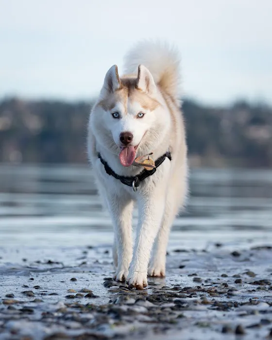 Magnuson Park Off Leash Dog Beach 1
