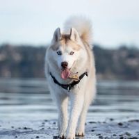 Magnuson Park Off Leash Dog Beach ico