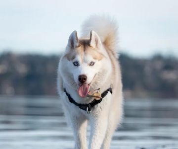 Magnuson Park Off Leash Dog Beach