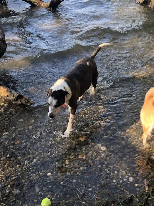Magnuson Park Off Leash Dog Beach 7