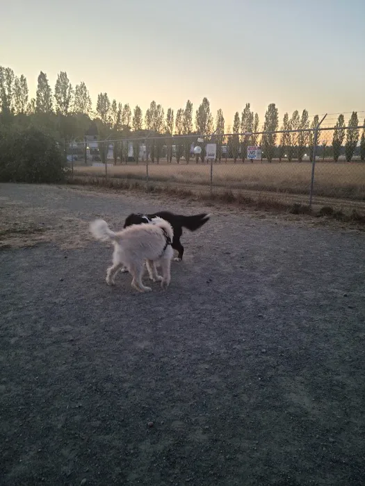 Magnuson Park Off Leash Dog Beach 10