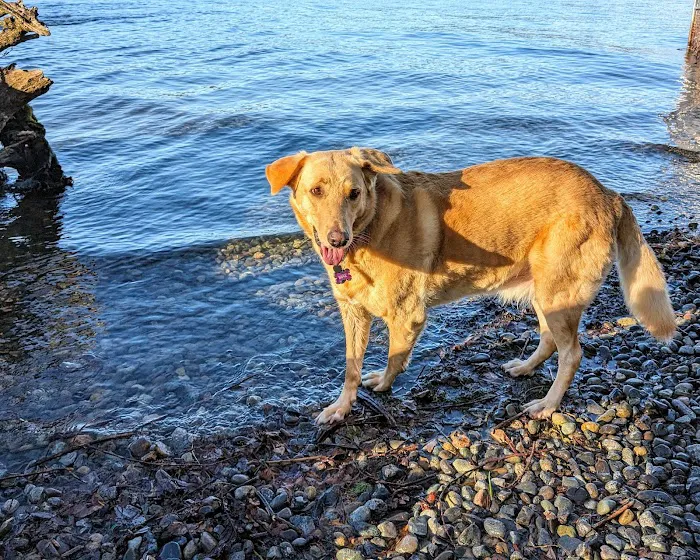 Warren G. Magnuson Park Off Leash Area 10