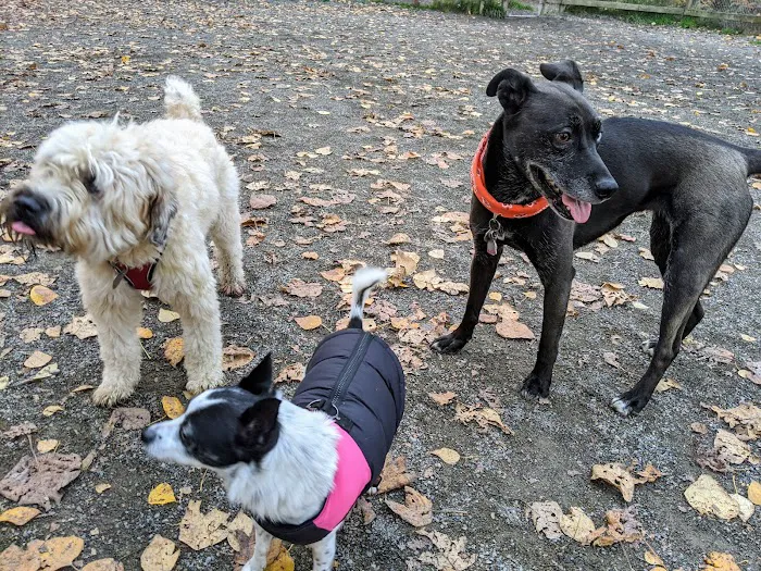 Warren G. Magnuson Park Off Leash Area 9