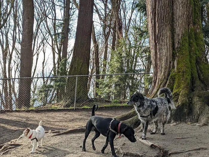 Golden Gardens Off Leash Area 6