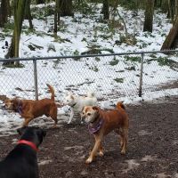 Northacres Off-Leash Dog Area ico