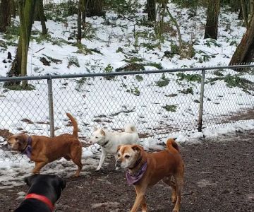 Northacres Off-Leash Dog Area