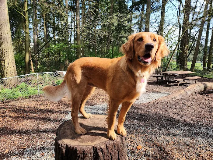 Northacres Off-Leash Dog Area 10