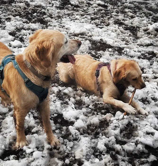 Robinswood Off-Leash Area 5