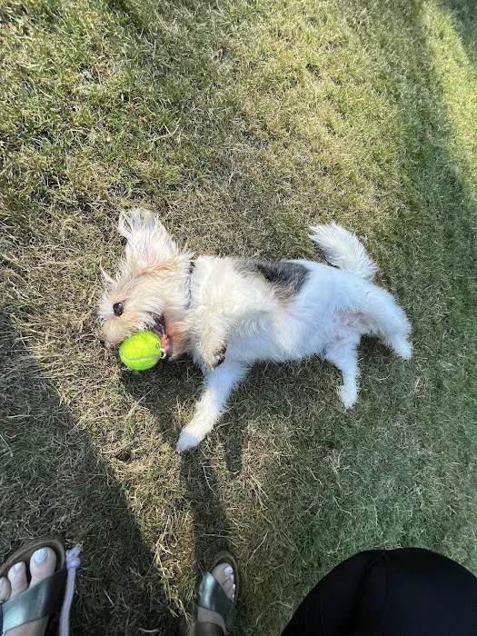 Crossroads Pop-up Dog Park 4