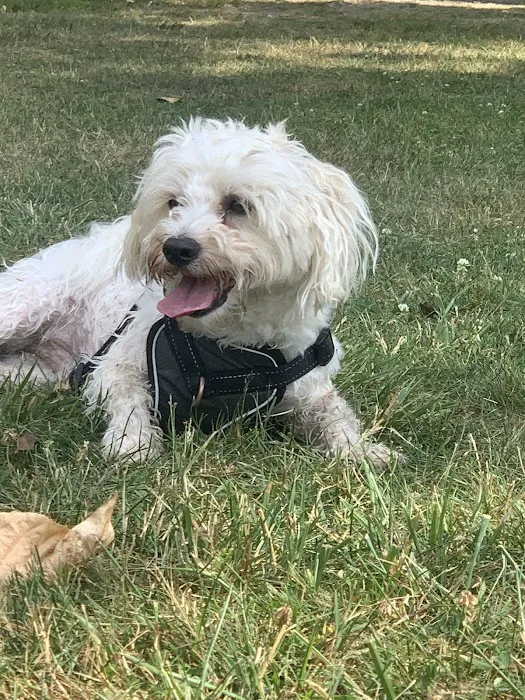 Crossroads Pop-up Dog Park 7