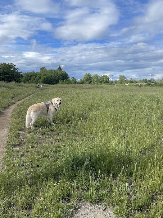 Marymoor Off-Leash Dog Park 1
