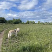 Marymoor Off-Leash Dog Park ico