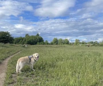 Marymoor Off-Leash Dog Park