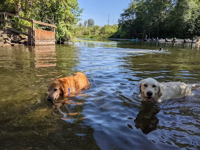 Marymoor Off-Leash Dog Park 5