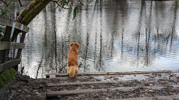 Marymoor Off-Leash Dog Park 3
