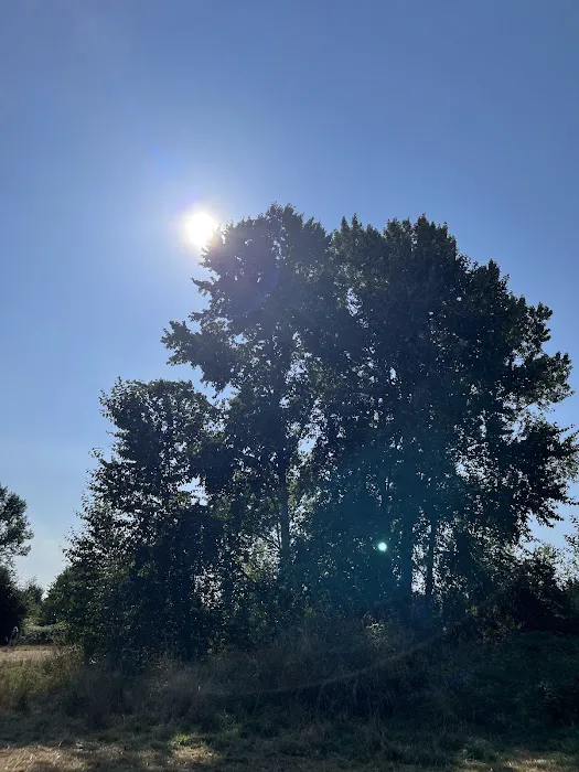 Marymoor Off-Leash Dog Park 7