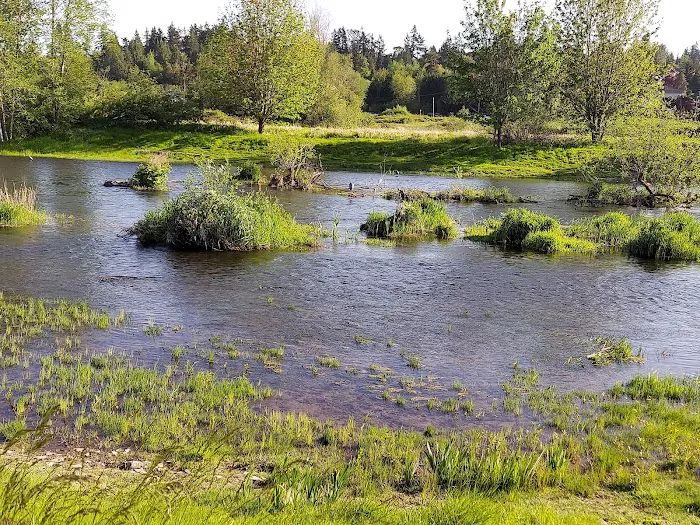 Marymoor Off-Leash Dog Park 4