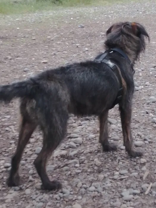 Cedar River Dog Park 2