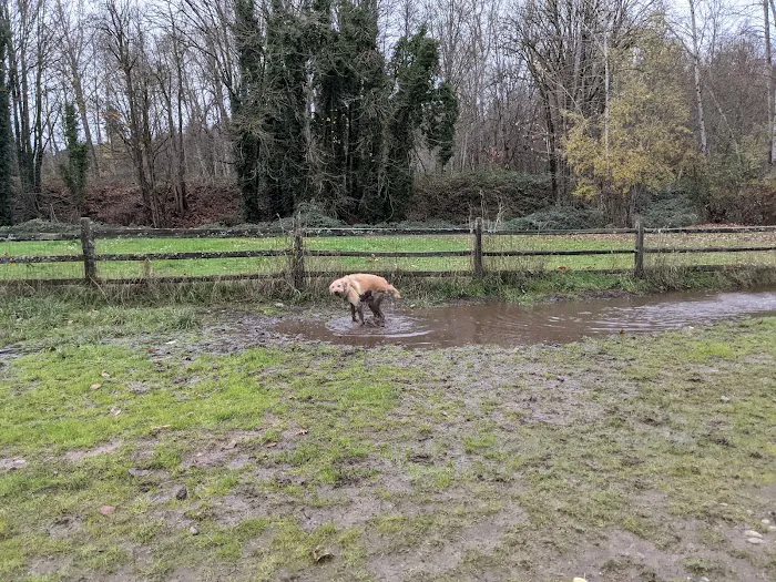 Cedar River Dog Park 4