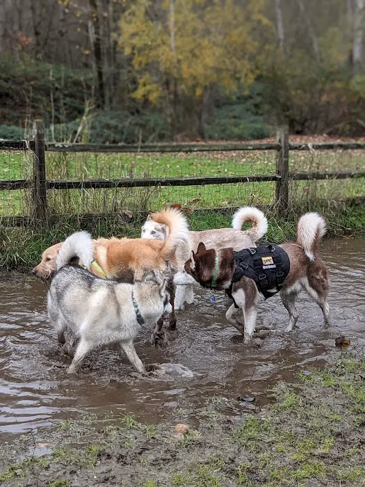 Cedar River Dog Park 5