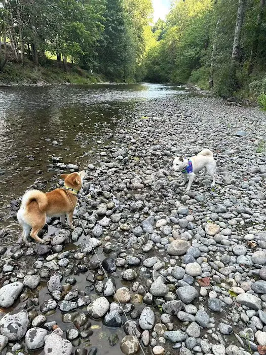 Cedar River Dog Park 7