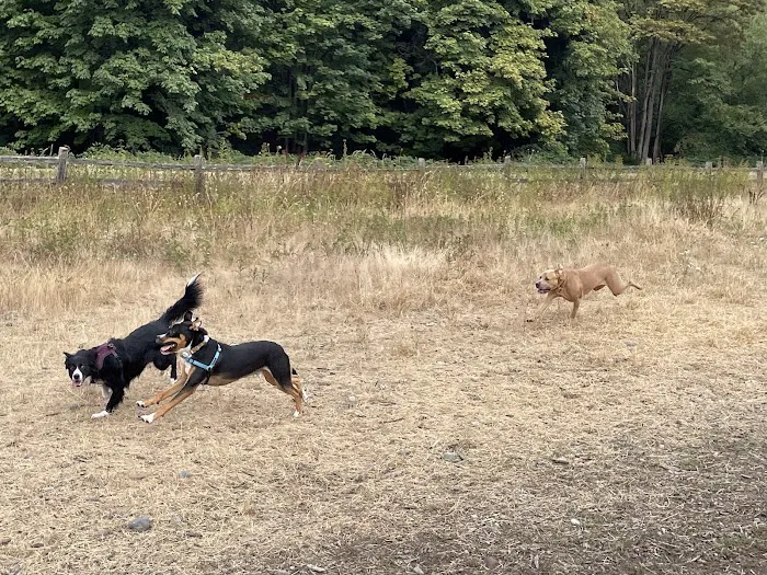 Cedar River Dog Park 8