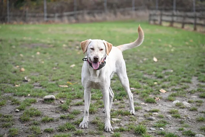 Grandview Off-Leash Dog Park 3