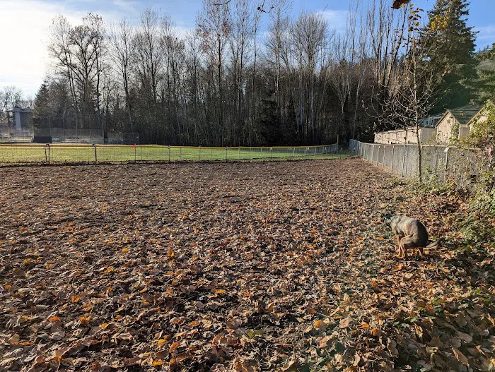 Juanita bay dog park 1
