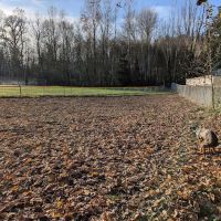 Juanita bay dog park ico