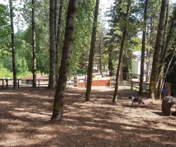 Jasper's Dog Park