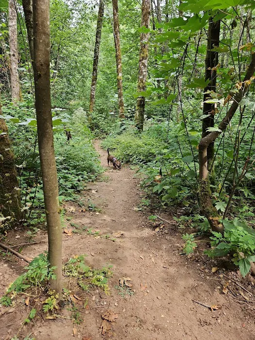 Jasper's Dog Park 5