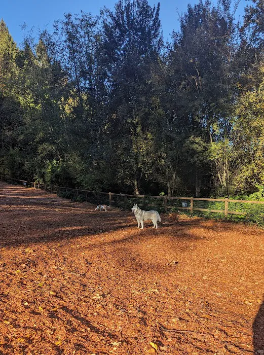 Jasper's Dog Park 6