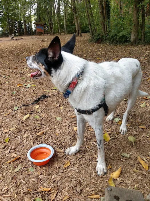 Jasper's Dog Park 9