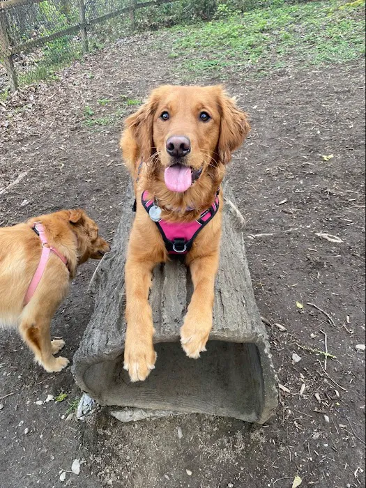 Jasper's Dog Park 7