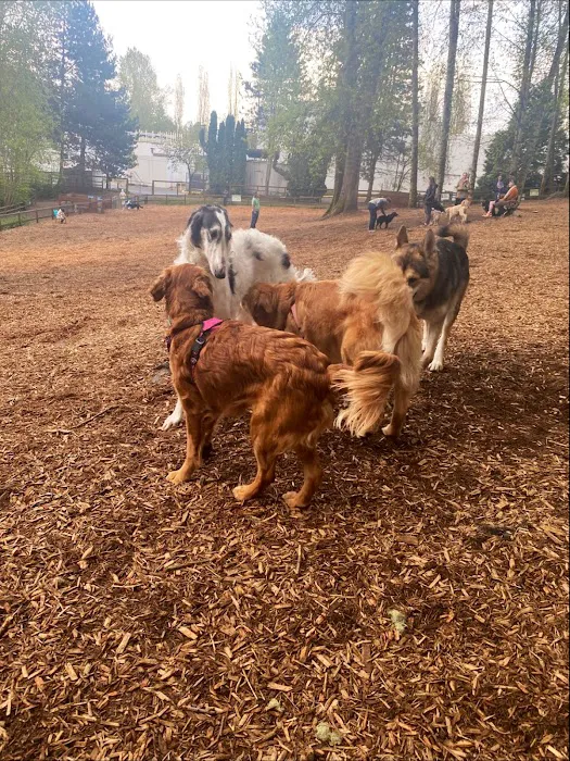 Jasper's Dog Park 8