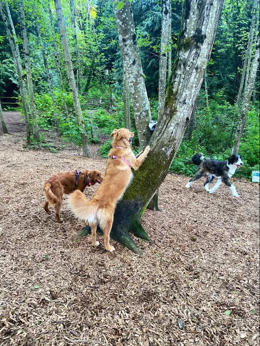 Jasper's Dog Park 10