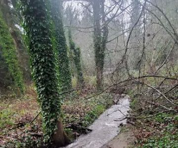 Edith Moulton Off Leash Area