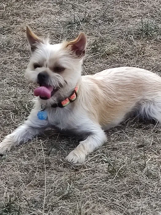 Bothell Pop-up Dog Park 4