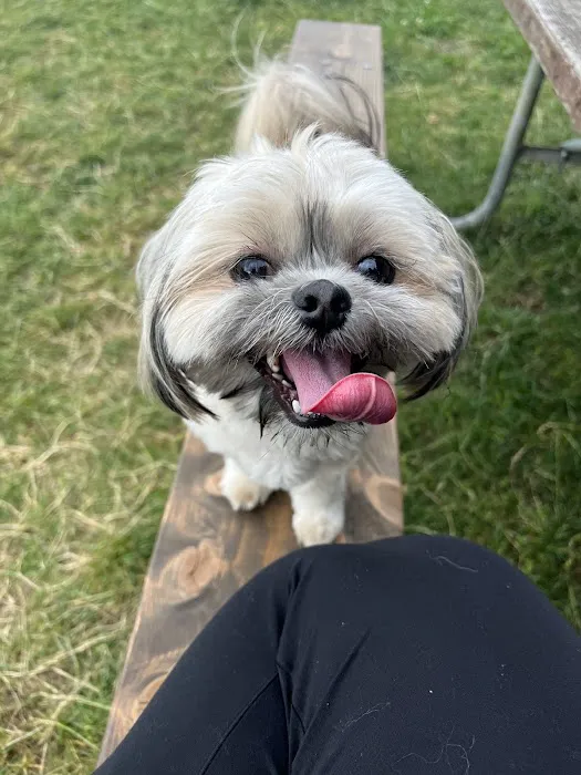 Bothell Pop-up Dog Park 6