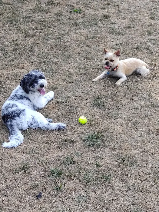 Bothell Pop-up Dog Park 5