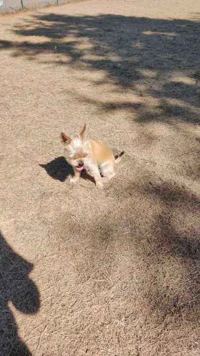 Bothell Pop-up Dog Park 3