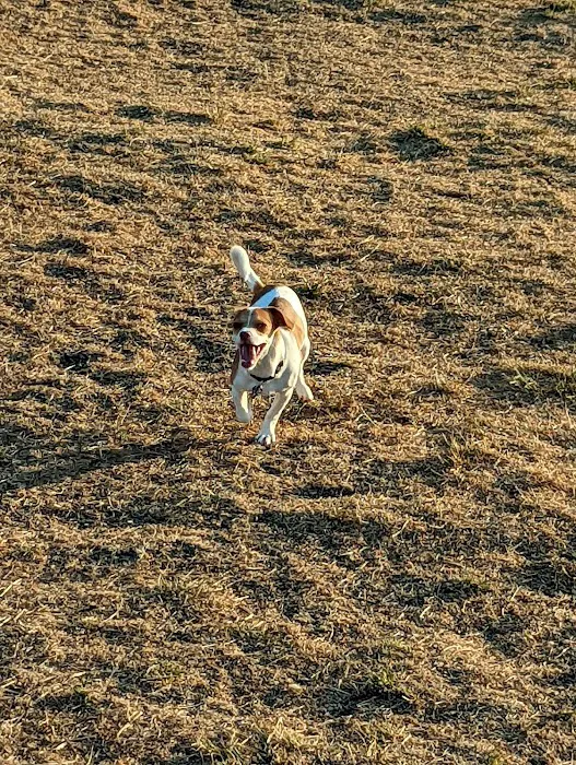 Bothell Pop-up Dog Park 8