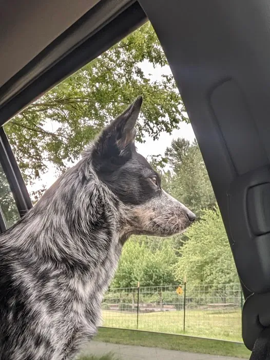 Bothell Pop-up Dog Park 7