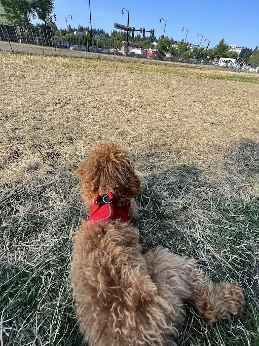 Bothell Pop-up Dog Park 9