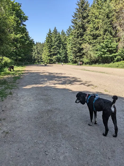 Shoreview Park Off Leash Area Dog Park 10