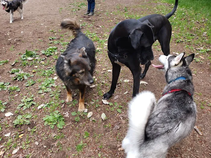 Shoreview Park Off Leash Area Dog Park 8