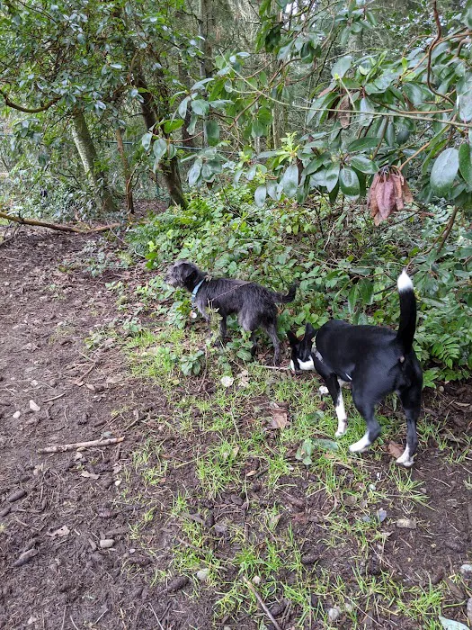 Mountlake Terrace Off-Leash Dog Park 8